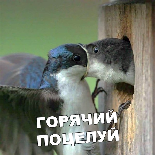 Ржачный поцелуй