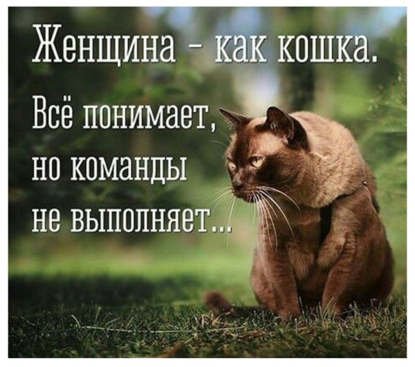 Мемные фразы