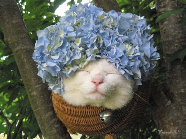 Кот с букетом цветов