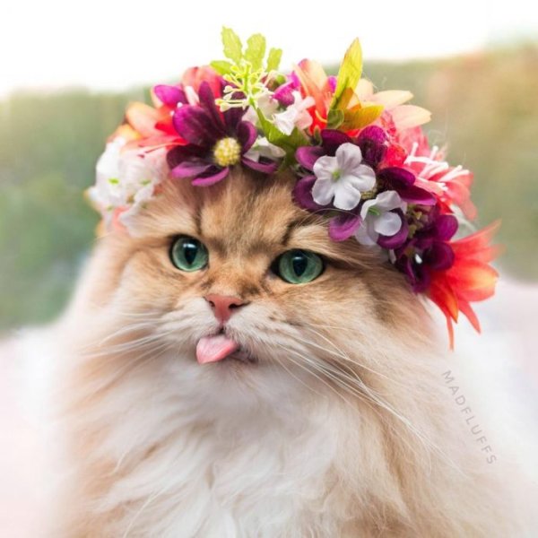 Кошка в венке
