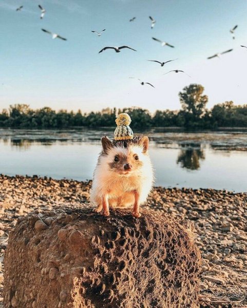 Позитивные животные