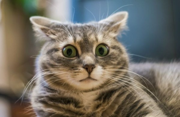 Удивленный кот