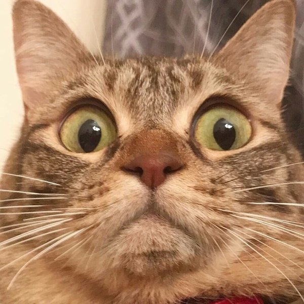 Кошачья морда