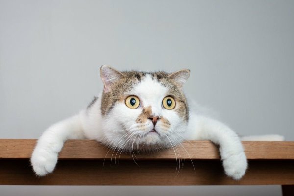 Удивенный котэ