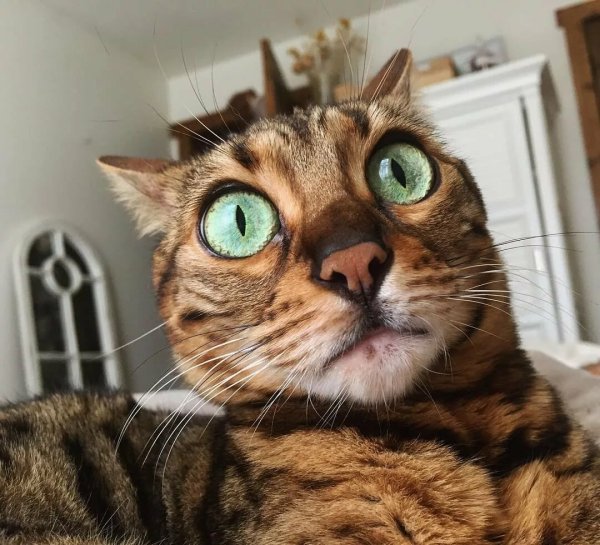 Кот в шоке