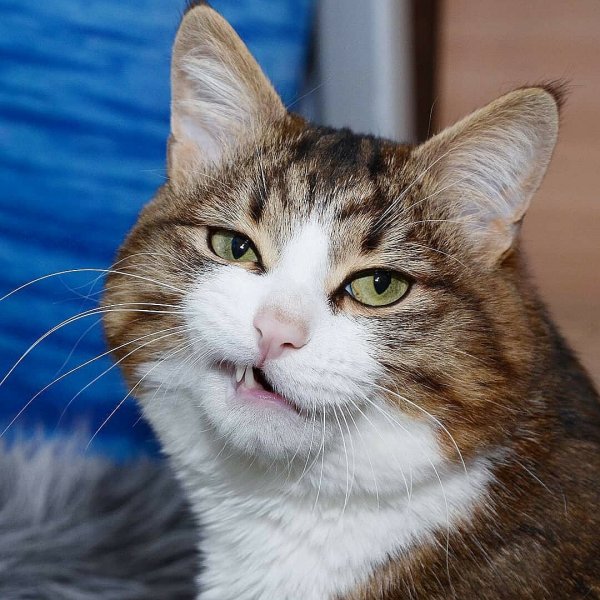 Смешные морды котов