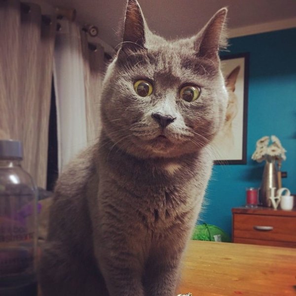 Увидленый кот э