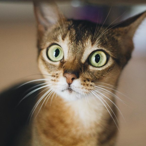 Котенок удивлен
