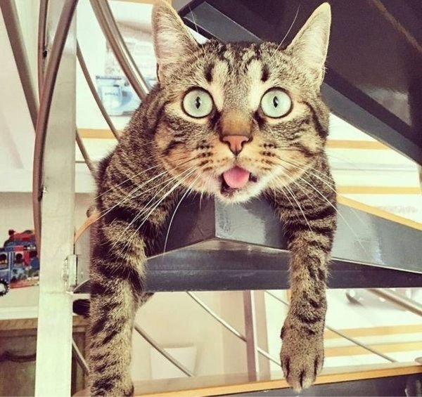 Коты удивление