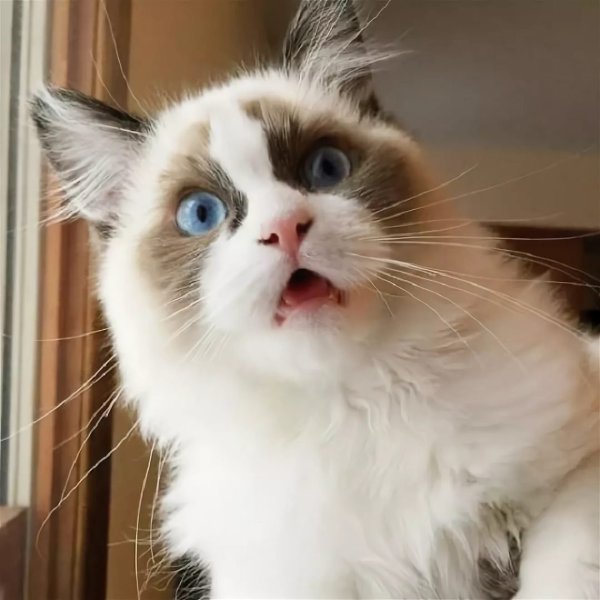 Удивленный кот