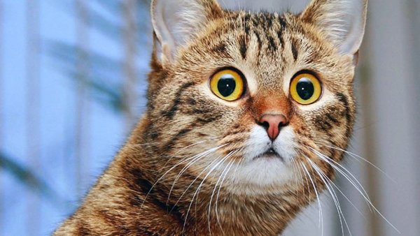 Удивенный котэ