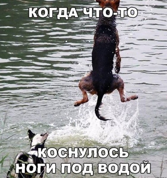 Смешные до слез