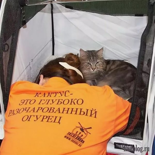 Приколы рисунки с надписями