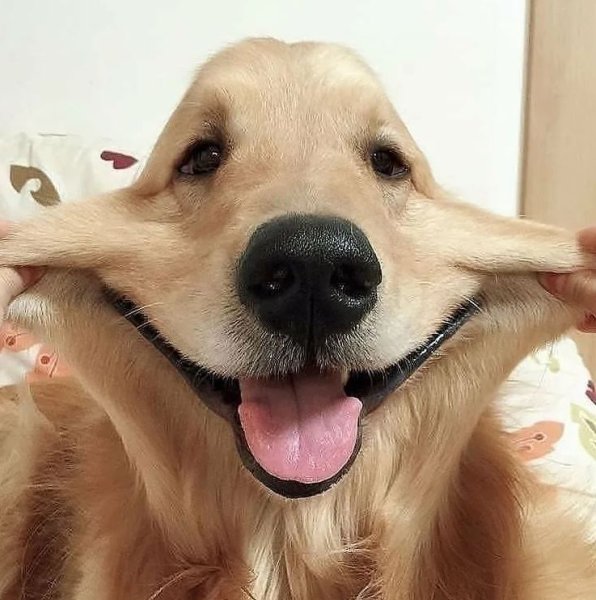 Смешные собаки