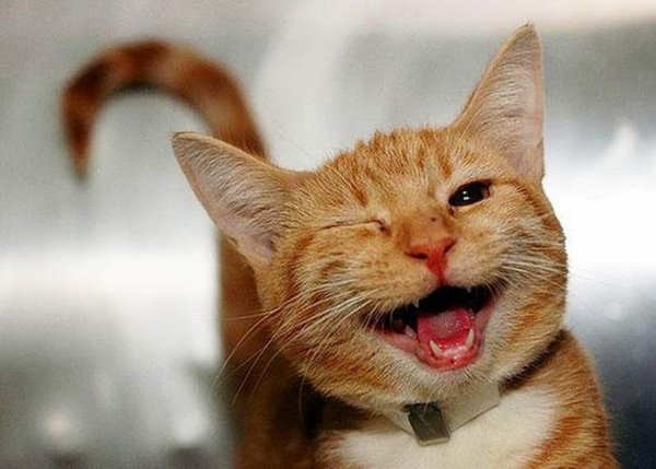 Улыбка кота