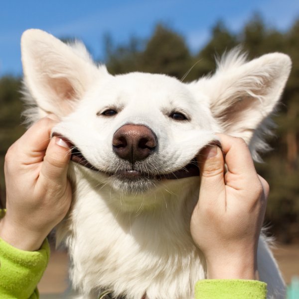 Улыбка животных