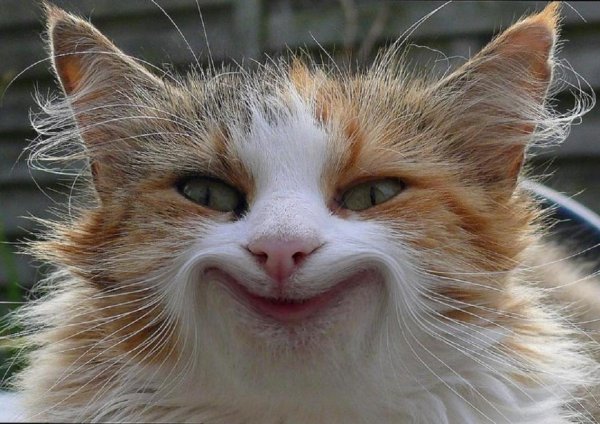 Смешной кот