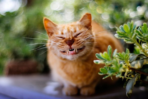 Веселый котик