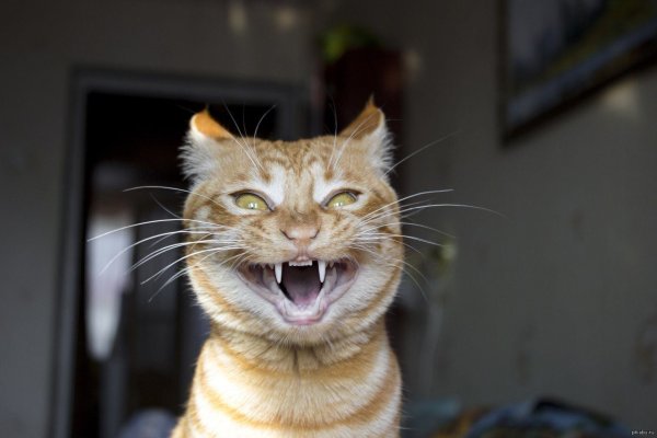 Улыбка кота