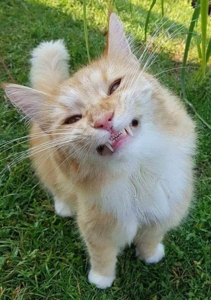 Котики смешные