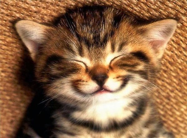 Котенок улыбается
