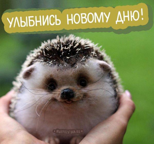 Ежик улыбается
