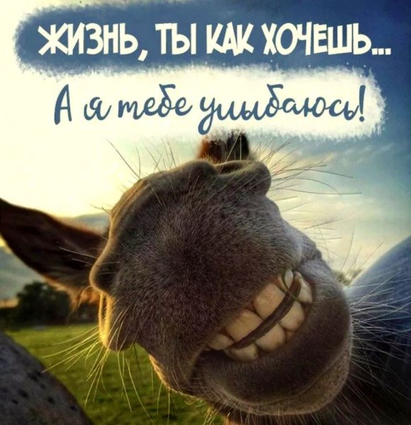 Хорошего дня смешные