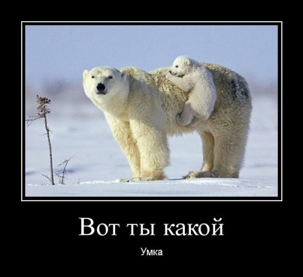 Белый медведь демотиватор