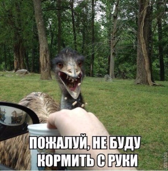 Картинки смешные приколы