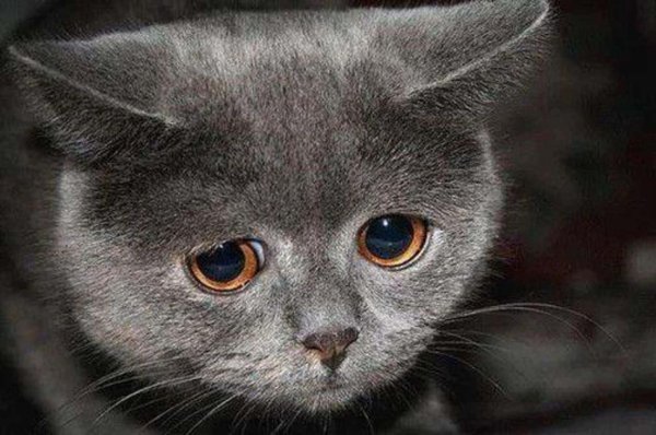 Плачущая кошка
