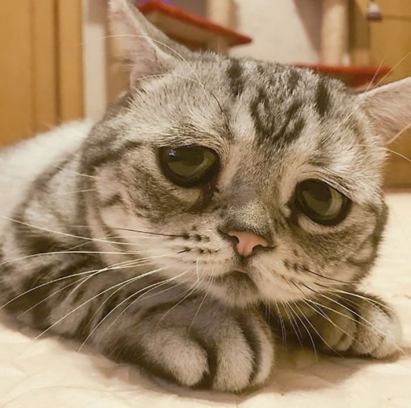 Грустный кот