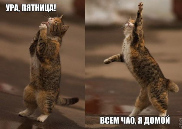 Пятница ура домой