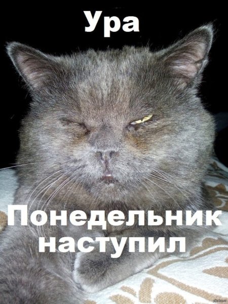 С понедельником картинки