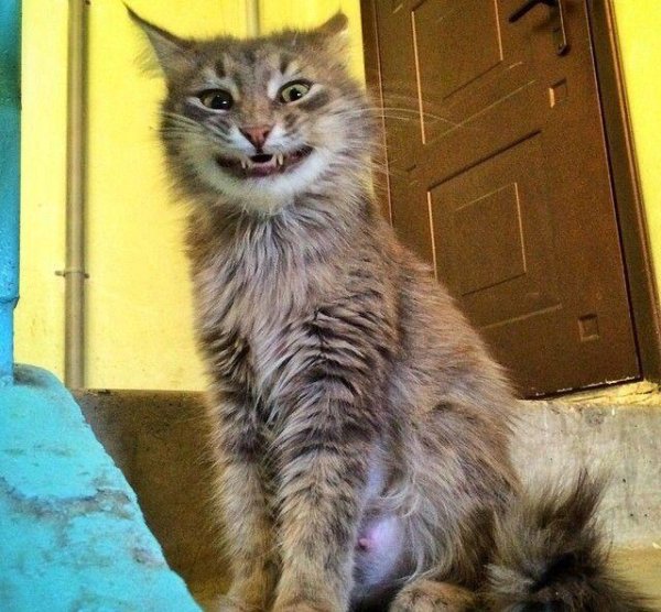 Кот понедельник