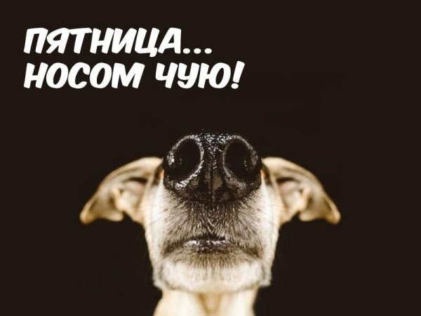 Пятница смешные картинки