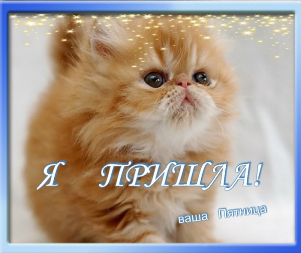 Пятница смешные картинки