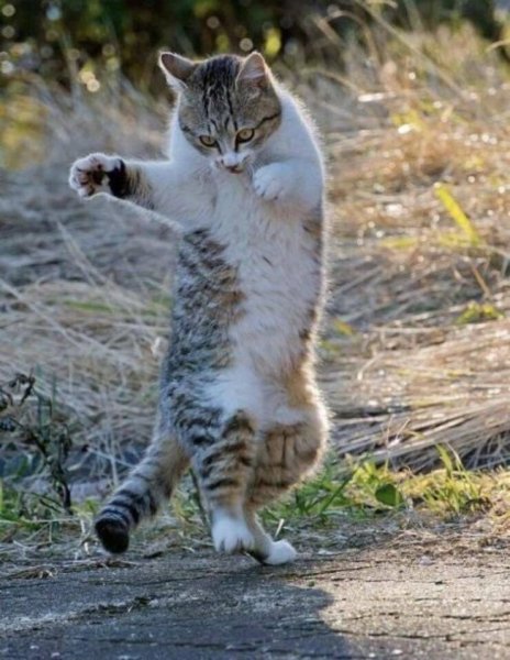 Кот танцует
