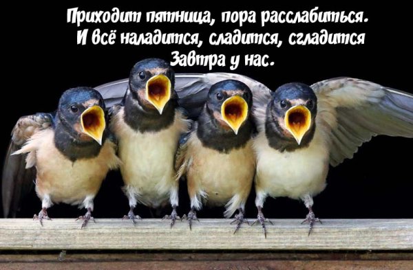 Пятница смешные картинки