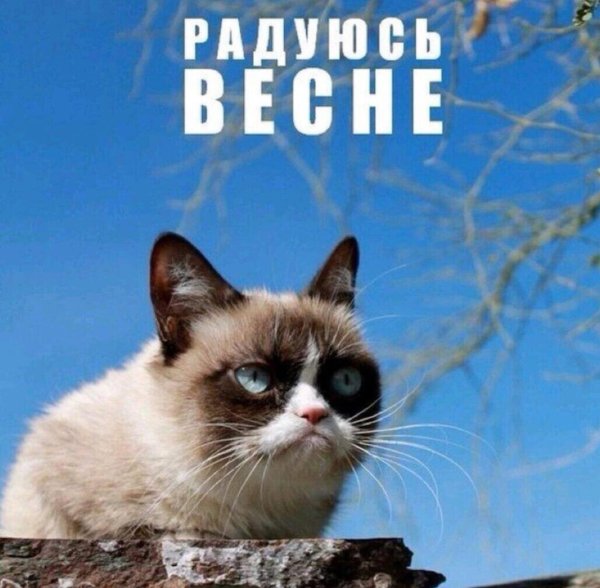 Кот Весна