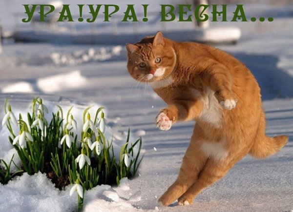 Мартовская кошка