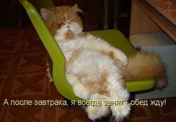 Кот после праздников