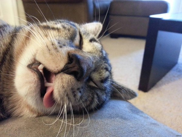 Спящий кот