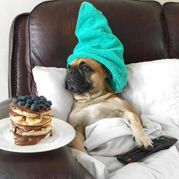 Животные и еда