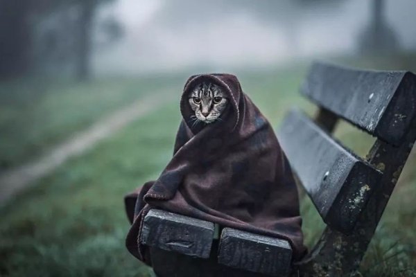 Холодное утро смешно