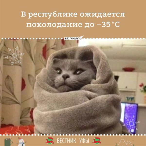 Тепло одетый кот