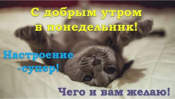 С добрым утром понедельника картинки прикольные