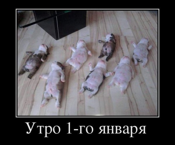 1 Января приколы
