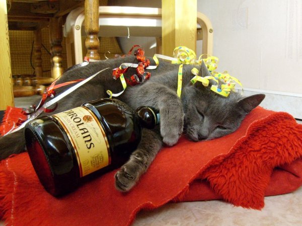 Пьяный кот