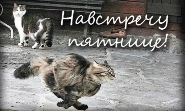 Утро пятницы с надписью