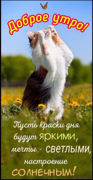 Доброе утро радость